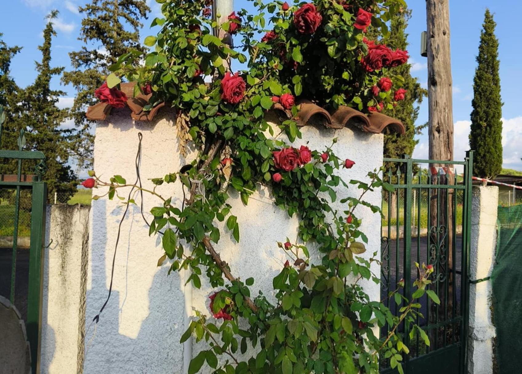 Villa Πετρινη Κατοικια Στην Φυση Tagarades Exterior foto
